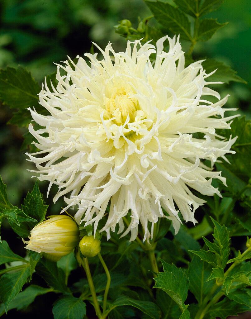 Dahlia Cactus Tsuki no Shisha 1-pakning